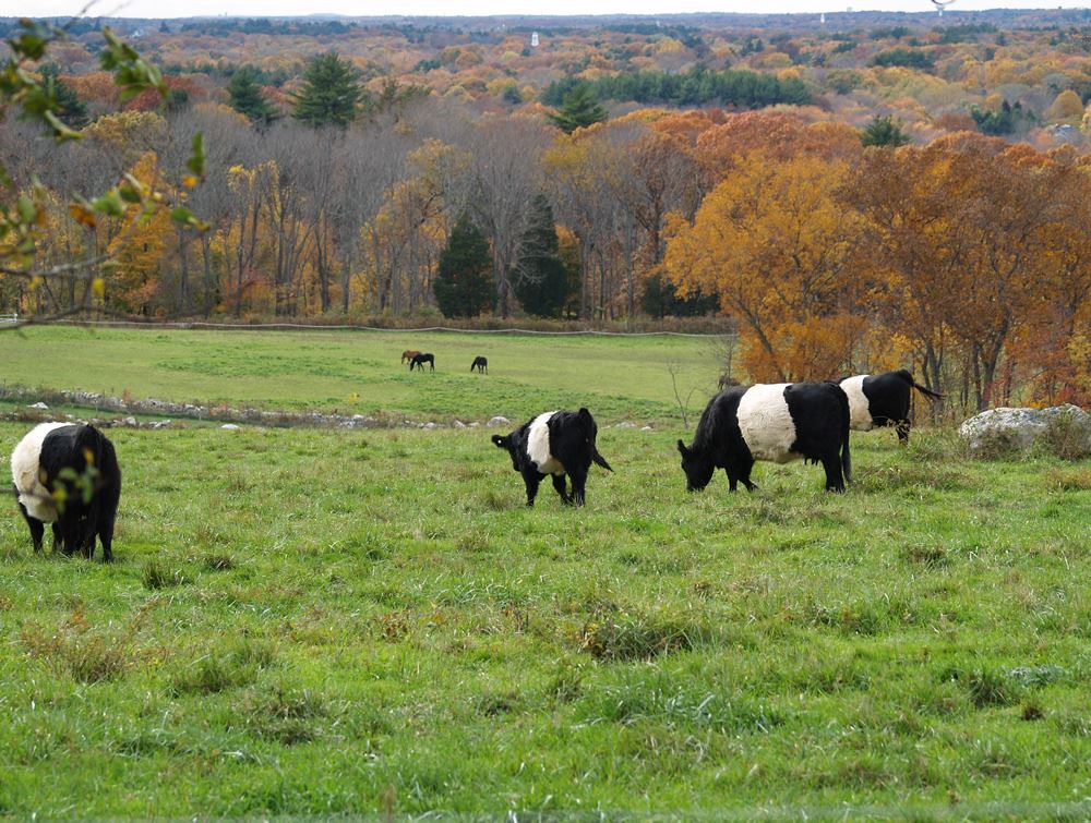 Belted Galloway cows in the pasture 14